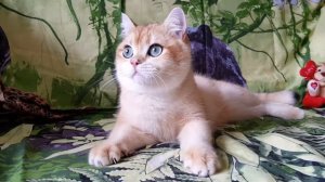 Британский котенок золотая шиншилла
