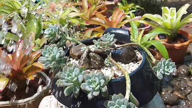 Painted Lady Succulent смотреть онлайн