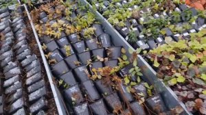 ТЫСЯЧИ растений В КОНТЕЙНЕРАХ! Как будут зимовать! ДЕЛЮСЬ СЕКРЕТАМИ