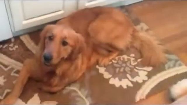 Софи не самая умная собака смотреть онлайн