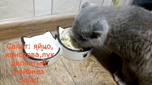 Смешная всеядная кошка (видео для хорошего настроения) смотреть онлайн