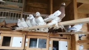 Обзор голубятни с племенными и молодыми голубями. Голубевод Sergej Peters, Germany. Pigeons.