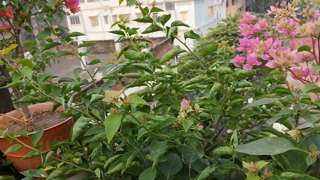 কাগজ ফুল গাছে এই খাবারটি হাফ চামচ ব্যবহার করলে গাছ ফুলে ঢেকে যাবে। смотреть онлайн