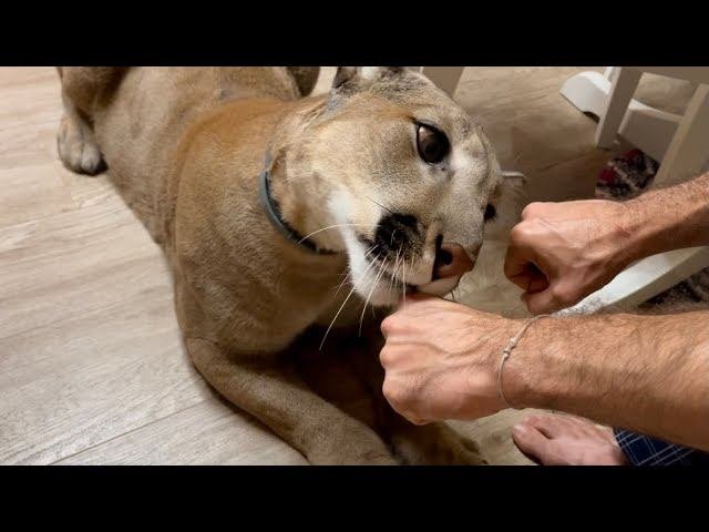 кот месси говорящий. пума месси мяукает. кот мэси. кот месси черный. кот месси говорящий.