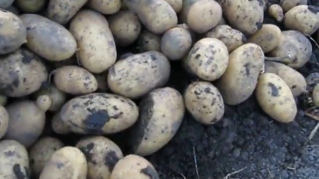 Картопля Королева Анна сорт середній урожай 2023р.