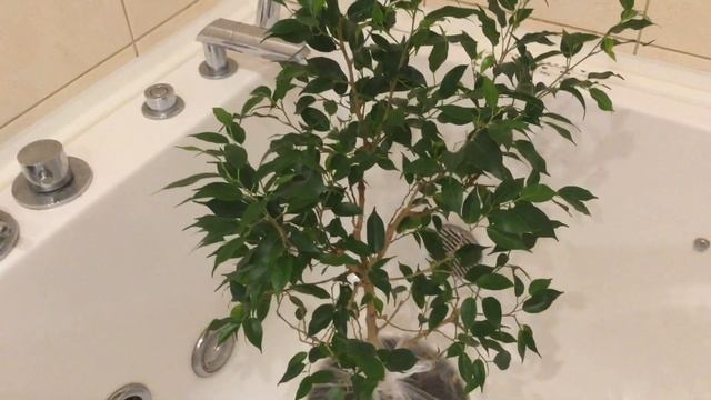 Зачем комнатным растениям горячий душ? Полезно или вредно купать растения в теплой воде?