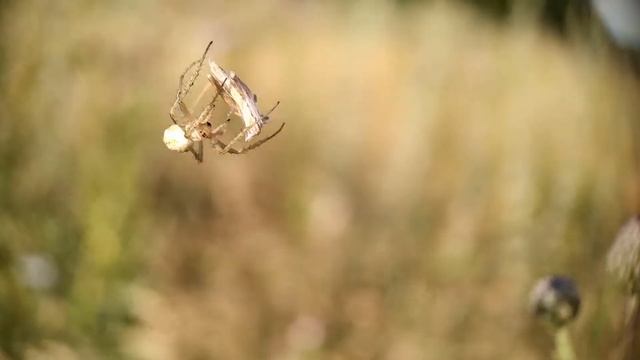 Охота паука кругопряда Neoscona adianta смотреть онлайн