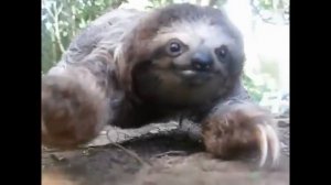 Ленивец  атакует -Хрень с когтями