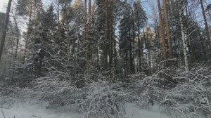 Влог. Зимний лес. Погода. Спектакль. Понемногу обо всём.