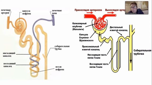 ЕГЭ-2021 по биологии. Сложные вопросы курса «Человек и его здоровье» смотреть онлайн