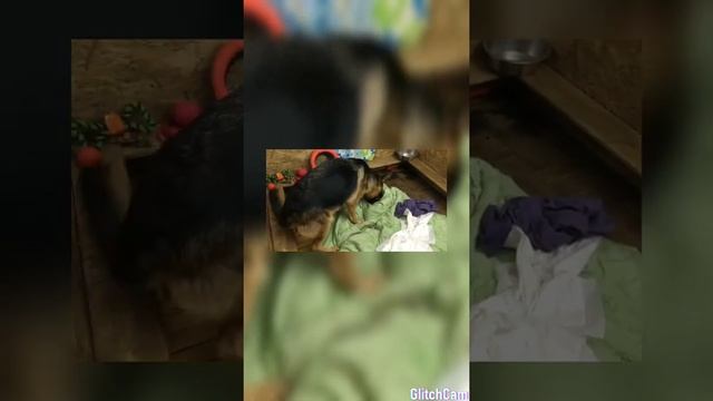 Сложные роды. Кесаревосечение суки немецкой овчарки