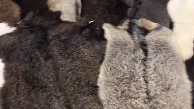 Коврики из ангорской козы от Шкура-Декор смотреть онлайн