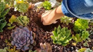 Repotting Crassula Arborescens and Transplanting Crassula Dubia