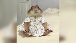 ПРИКОЛЫ С ЖИВОТНЫМИ #12