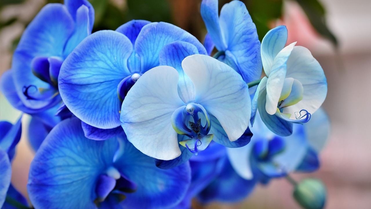 Голубые Орхидеи В Природе