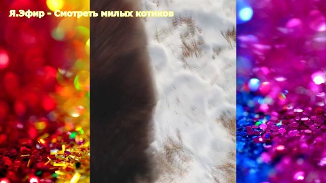 смешные видео, приколы с котами и кошками 2021, животные, лучшие приколы, коты 2021, котики 2021