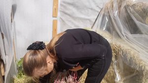 РАБОТА КОНЮХА-КОННИКА/СПРАВЛЯЮСЬ ОДНА/КАКОВО ЭТО!?