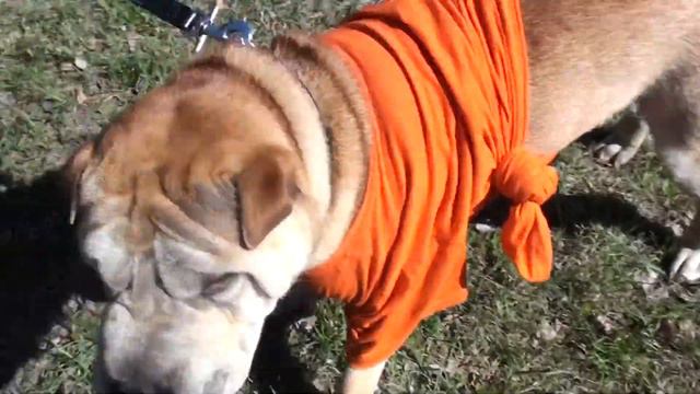 Son of my shar-pei смотреть онлайн