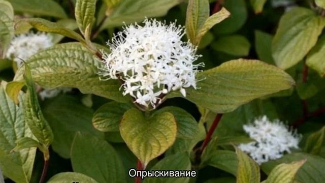 Кустарник дерен — декоративный, белый, пестролистный смотреть онлайн