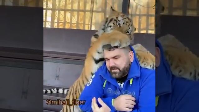 НАПАДЕНИЕ ТИГРОВ