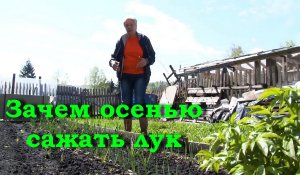 Зачем осенью сажать лук