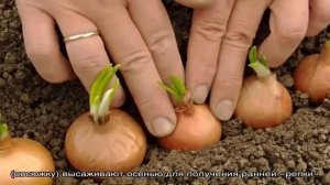 Когда сажать семейный лук под зиму и можно ли на Урале