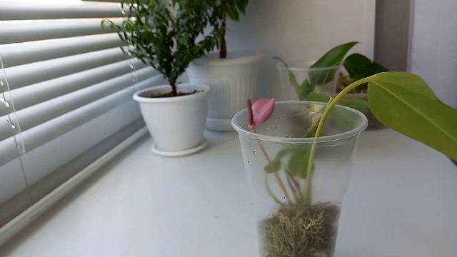 Антуриум/ ПОСАДКА в мох/ ТЕПЕРЬ БУДЕТ ТОЛЬКО ТАКАЯ ПОСАДКА смотреть онлайн