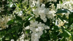 Бирючина блестящая - невероятно ароматное цветение | Жизнь в Адлере