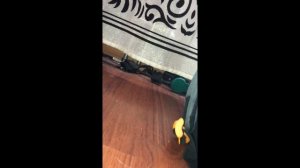 Убежал паук в квартире - СБЕЖАЛ ПАУК ПТИЦЕЕД - побег ОГРОМНОГО ПАУКА