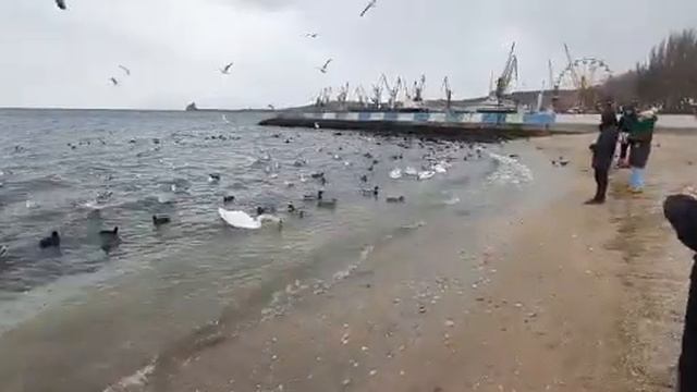 феодосия зимой 2022 кормление лебедей смотреть онлайн