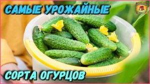 Самые лучшие самоопыляемые сорта Огурцов для для теплиц, которые не требуют серьезного ухода