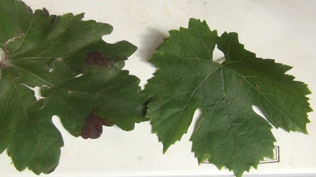 Удаляем листья на винограде в августе. Кажущаяся НЕСПРАВЕДЛИВОСТЬ смотреть онлайн