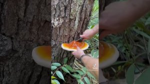 Harvesting Hemlock Reishi Mushroom - Foraged