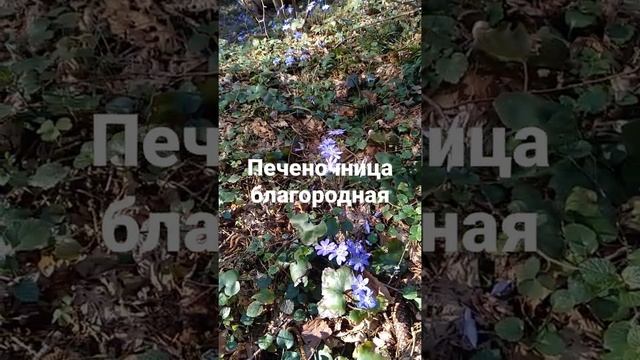 Печеночница благородная. Апрельский лес.