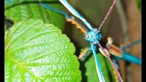 Палочник мадагаскарский, Achrioptera Manga ♂️