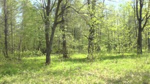 Сбор листьев липы 14 мая 2013