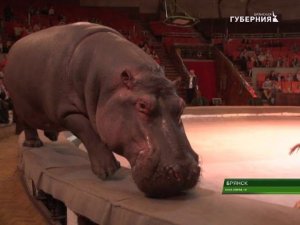 В БРЯНСКЕ НАЧАЛИСЬ ГАСТРОЛИ ЦИРКА ДЖАМБО 25 09 17