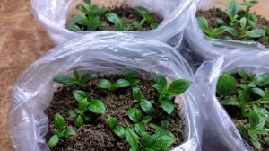 Мои выводы и наблюдения в зеленом черенковании метельчатой гортензии почкой???#черенкование