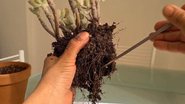 REVITALIZAÇÃO da Echeveria pulvinata frosty | Fran natura смотреть онлайн