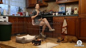 Что делать, если щенок йорка все грызет / щенок грызет мебель