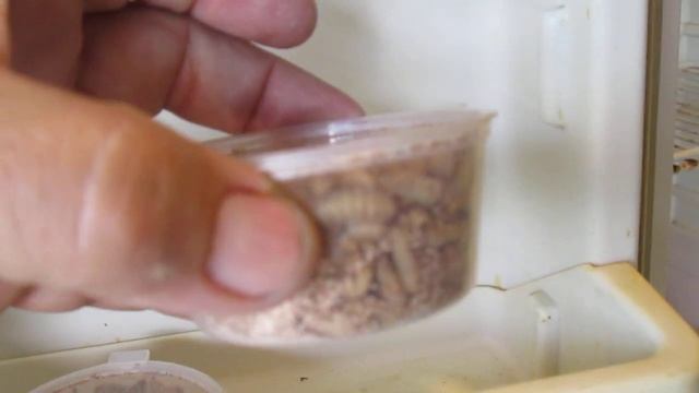 БГВ 37 Чёрная Львинка 25 07 18 Яйца в холодильнике смотреть онлайн