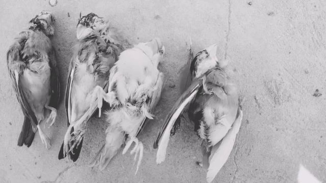 bad news shikra maar gya java ko ??? @shehrmaindihat @TalhaGhouriVlogs1 @inzioribrahim ?? смотреть онлайн