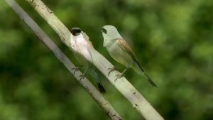 Самая маленькая хищная птица. Сорокопут-жулан - охотник с крючком на клюве