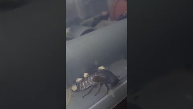 Новорожденные мадагаскарские тараканы. смотреть онлайн