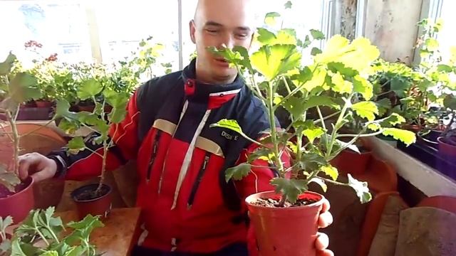 КОРОЛЕВСКАЯ ПЕЛАРГОНИЯ(ГЕРАНЬ) №2 ОБРЕЗКА и УХОД. смотреть онлайн
