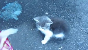 Накормил бездомного котёнка
