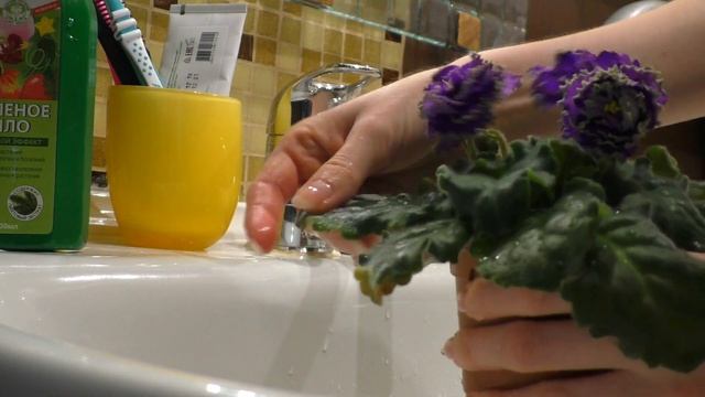 КАК Я КУПАЮ СВОИ ФИАЛКИ | Как мыть фиалки