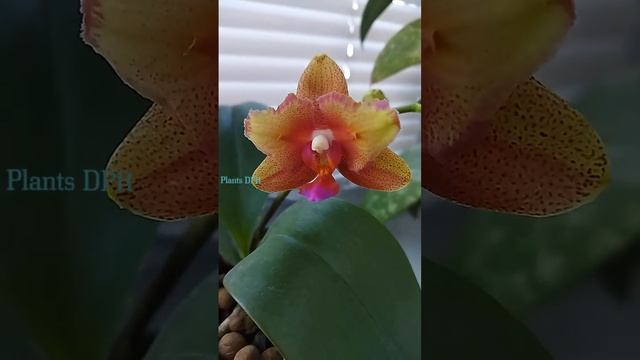 Phal.  Bronze Buddha  (peloric)