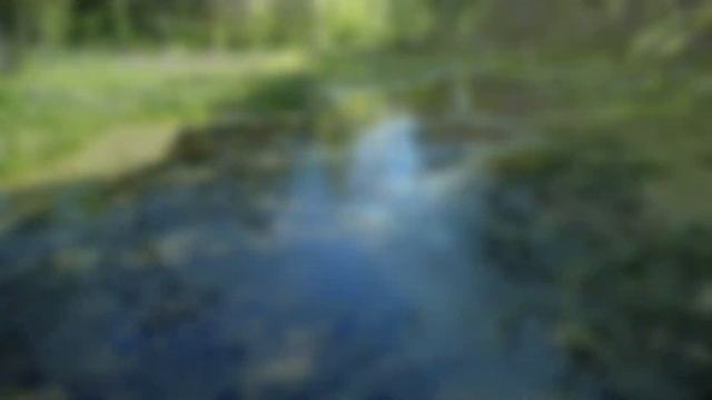 Утро в лесу. смотреть онлайн