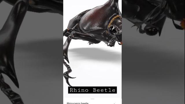 Beetle with horns? #nodesign #interestingfacts #amazingfacts #3Danimation #3D #google